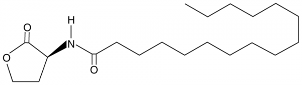 N-hexadecanoyl-L-Homoserine lactone