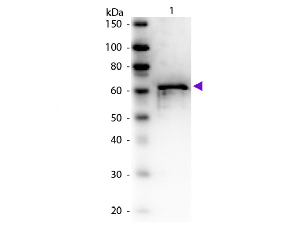 Anti-Albumin, bovine serum (BSA)