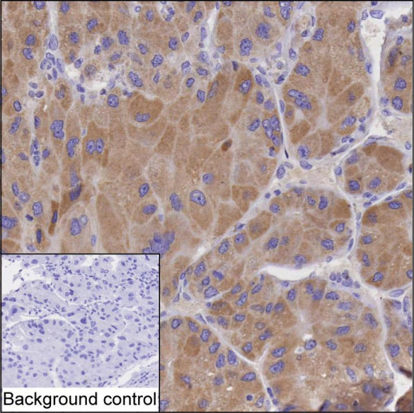 Fetuin-B antibody