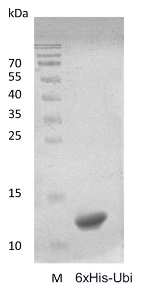Recombinant Human 6xHis-Ubiquitin
