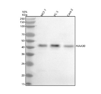 Anti-NAA30 / N-alpha-acetyltransferase 30 / NAT12