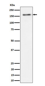 Anti-TMF1 / TATA element modulatory factor, clone 30T88