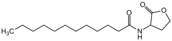 N-Dodecanoyl-DL-homoserine lactone
