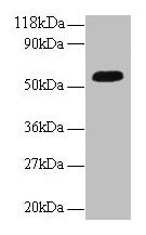 Anti-ICA1