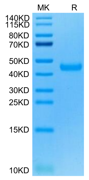 Cynomolgus Siglec-3/CD33 Protein