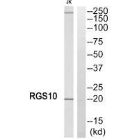 Anti-RGS10