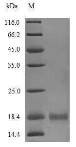 Azurin (BB3856), Bordetella bronchiseptica, recombinant