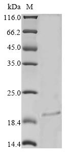 Tumor necrosis factor ligand superfamily member 4 (TNFSF4), partial, rabbit, recombinant