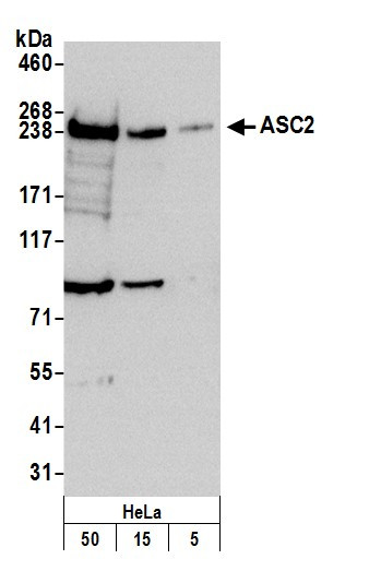 Anti-ASC2