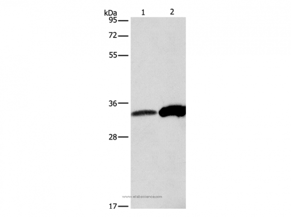 Anti-ANXA4