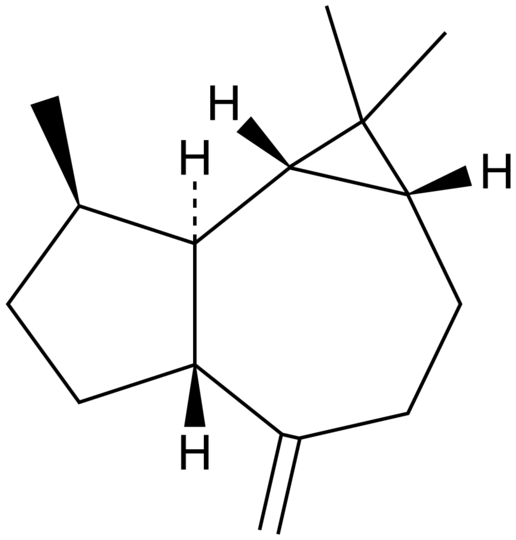 Aromadendrene