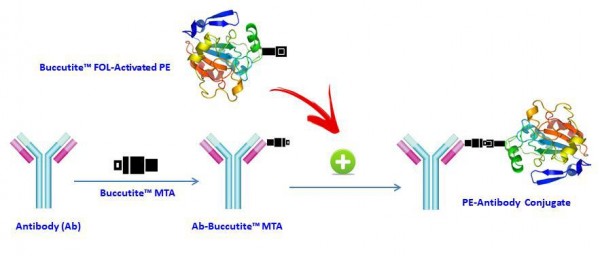 Buccutite(TM) Rapid PE-Cy5 Tandem Antibody Labeling Kit *Microscale Optimized for Labeling 25 ug Ant