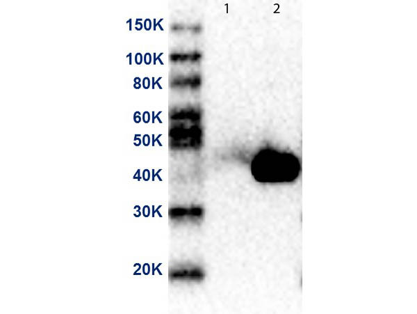 Anti-MEK2 N-Term, clone 19G10.F1.E2, Peroxidase Conjugated