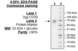 CD39, His-Tag