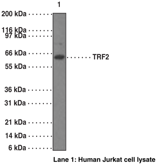 Anti-TRF2 (Clone 4A794.15)