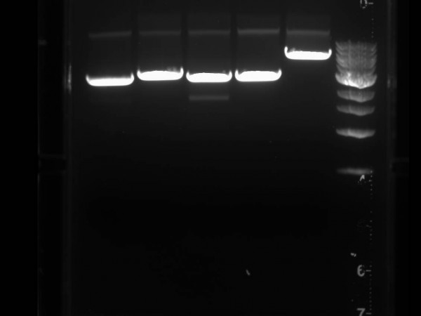 AGAROSE High resolution - low melting