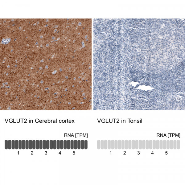 Anti-VGLUT2, clone CL2952