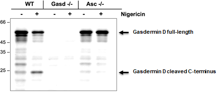 Anti-Gasdermin D (mouse)