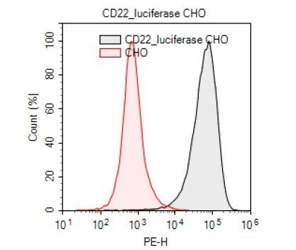 CD22 / Luciferase - CHO Recombinant Cell Line