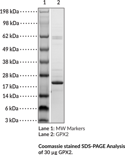 GPX2 (human, recombinant)