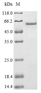 Transcription factor GATA-4 (GATA4), mouse, recombinant