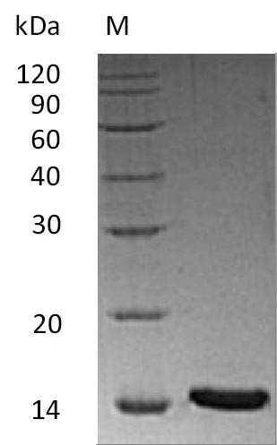 Inhibin beta A chain (INHBA) (Active), human, recombinant