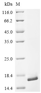 Stabilin-1 (Stab1), partial, mouse, recombinant