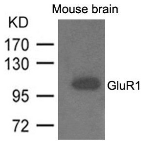 Anti-GRIA1