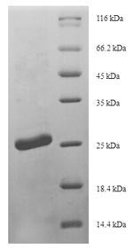Scrapie-responsive protein 1 (Scrg1), mouse, recombinant