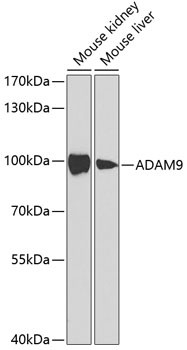 Anti-ADAM9