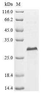 Multiple epidermal growth factor-like domains protein 6 (Megf6), partial, mouse, recombinant