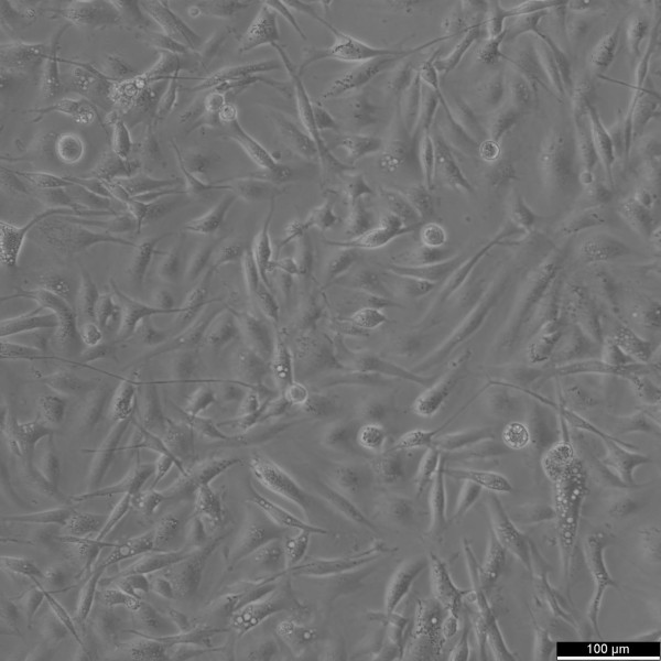8305C Cells