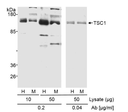 Anti-TSC1