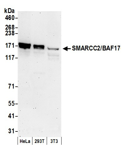Anti-SMARCC2/BAF170