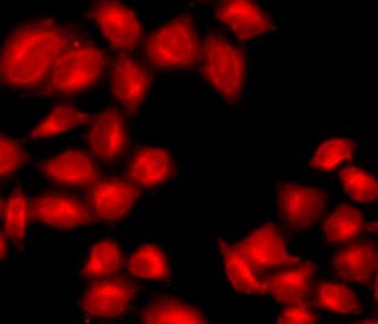Anti-DRD3 / Dopamine Receptor D3