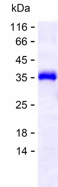 MPP1 (human), recombinant protein