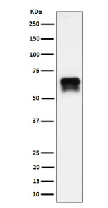 Anti-CDK16 / PCTK1 / PCTAIRE1, clone 29C70
