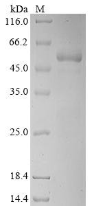 Nuclear receptor subfamily 2 group F member 6 (NR2F6), human, recombinant