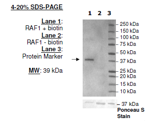 BirA-transformed Competent E. coli cells