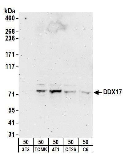 Anti-DDX17