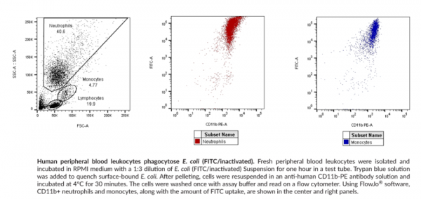 E. coli Phagocytosis Assay Kit