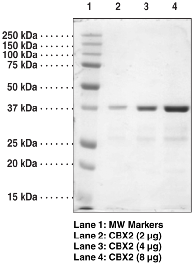 CBX2 chromodomain (human recombinant)