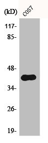 Anti-Phospho-CRK (Y221)