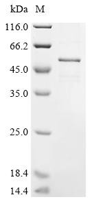 Cis-aconitate decarboxylase (Acod1), mouse, recombinant