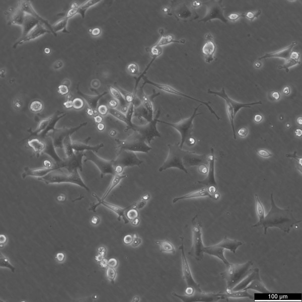 SK-MEL-29.1 Cells