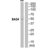 Anti-BAG4