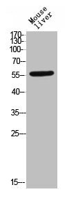 Anti-Phospho-TGFBR1 (S165)