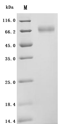 Atrial natriuretic peptide receptor 1 (Npr1), partial, recombinant mouse