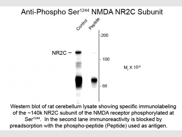 Anti-phospho-NMDA R2C (Ser1244)