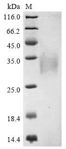Non-structural protein of 4.8 kDa (4b), Bovine coronavirus, recombinant